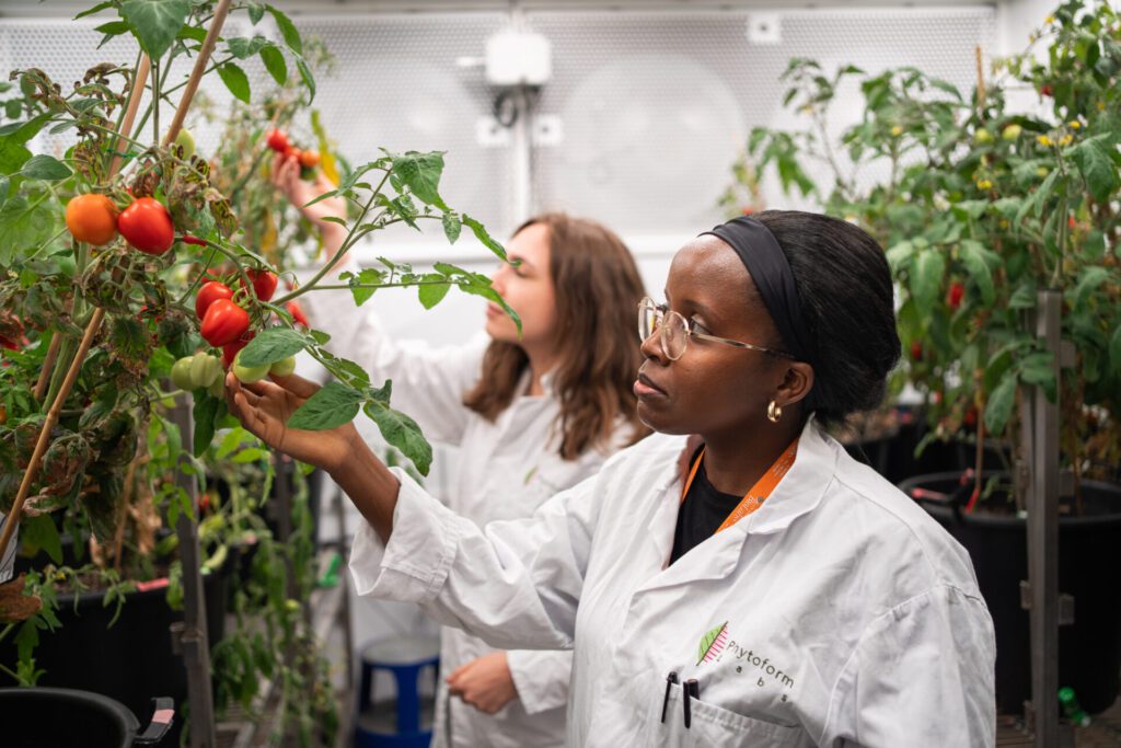 Phytoform announced its precision-bred tomato variety